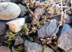 Crassula mataikona