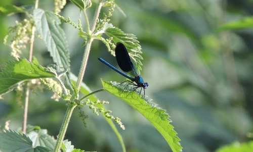 Banded Demoiselle
