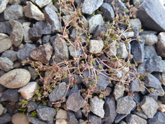 Crassula mataikona