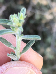 Brickellia frutescens