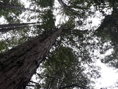 Sequoia sempervirens