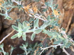 Brickellia frutescens