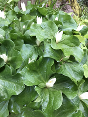 Trillium albidum