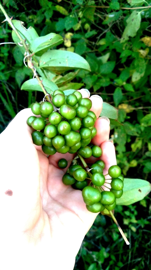 Smilax cissoides