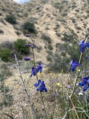 Delphinium parishii