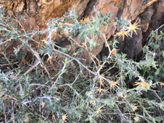 Brickellia frutescens