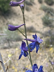 Delphinium parishii