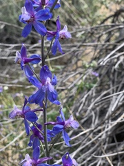 Delphinium parishii