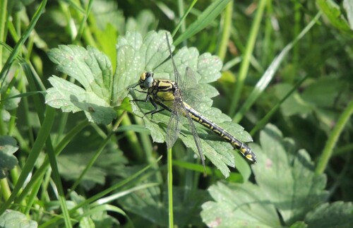 Common Clubtail