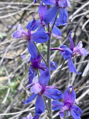 Delphinium parishii