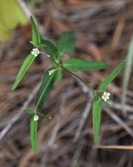 Euphorbia pubentissima