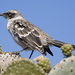 Galápagos Mockingbird - Photo (c) Laura Gooch, some rights reserved (CC BY-NC-ND)