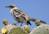 Galápagos Mockingbird - Photo (c) Laura Gooch, some rights reserved (CC BY-NC-ND)