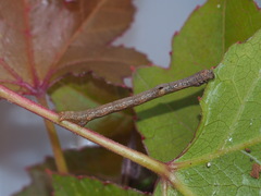 Hypomecis punctinalis