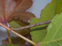 Hypomecis punctinalis