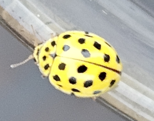 22-spot Ladybird