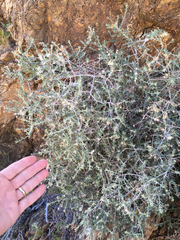 Brickellia frutescens