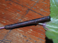 Hypomecis punctinalis