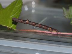 Hypomecis punctinalis