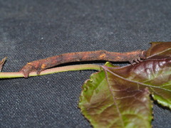 Hypomecis punctinalis