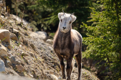 Ovis dalli stonei