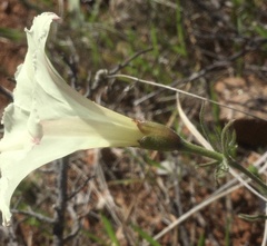 Calystegia stebbinsii