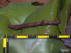 Hypomecis punctinalis