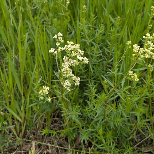 Northern Bedstraw