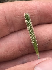 Alopecurus carolinianus