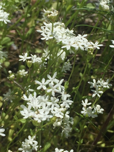 Palmer's cornsalad (Valerianella palmeri)