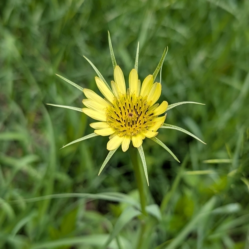 Yellow Salsify