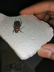 Scarabaeidae