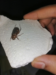 Scarabaeidae