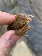 Cambarus carinirostris