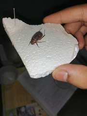 Scarabaeidae