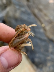 Cambarus carinirostris