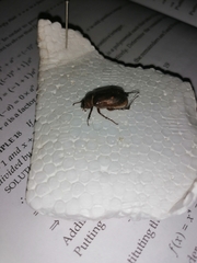 Scarabaeidae