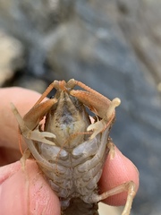 Cambarus carinirostris