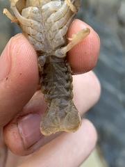 Cambarus carinirostris