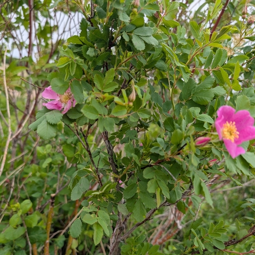 Woods' rose