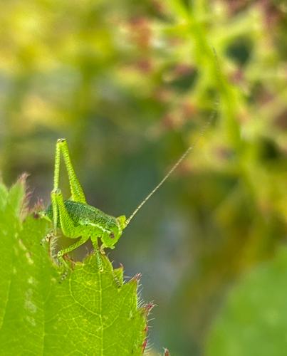 Speckled bush-cricket