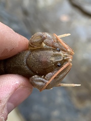 Cambarus carinirostris