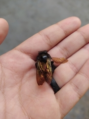 Xylocopa brasilianorum