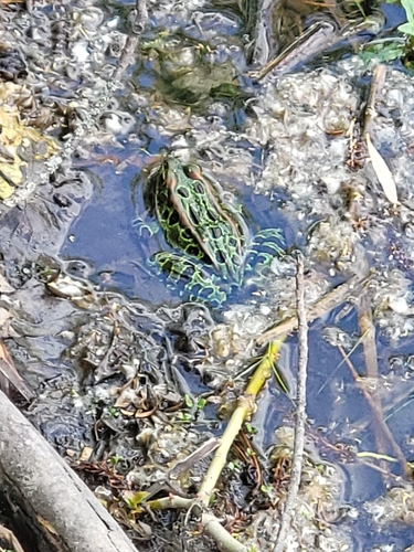 Northern Leopard Frog