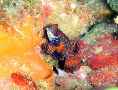 Mandarinfish photo 2
