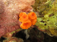 Tubastraea