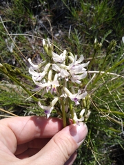 Astragalus conjunctus