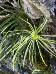 Asclepias verticillata