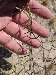 Caulanthus lasiophyllus