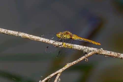 Ruddy Darter